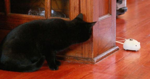 MousrCat2